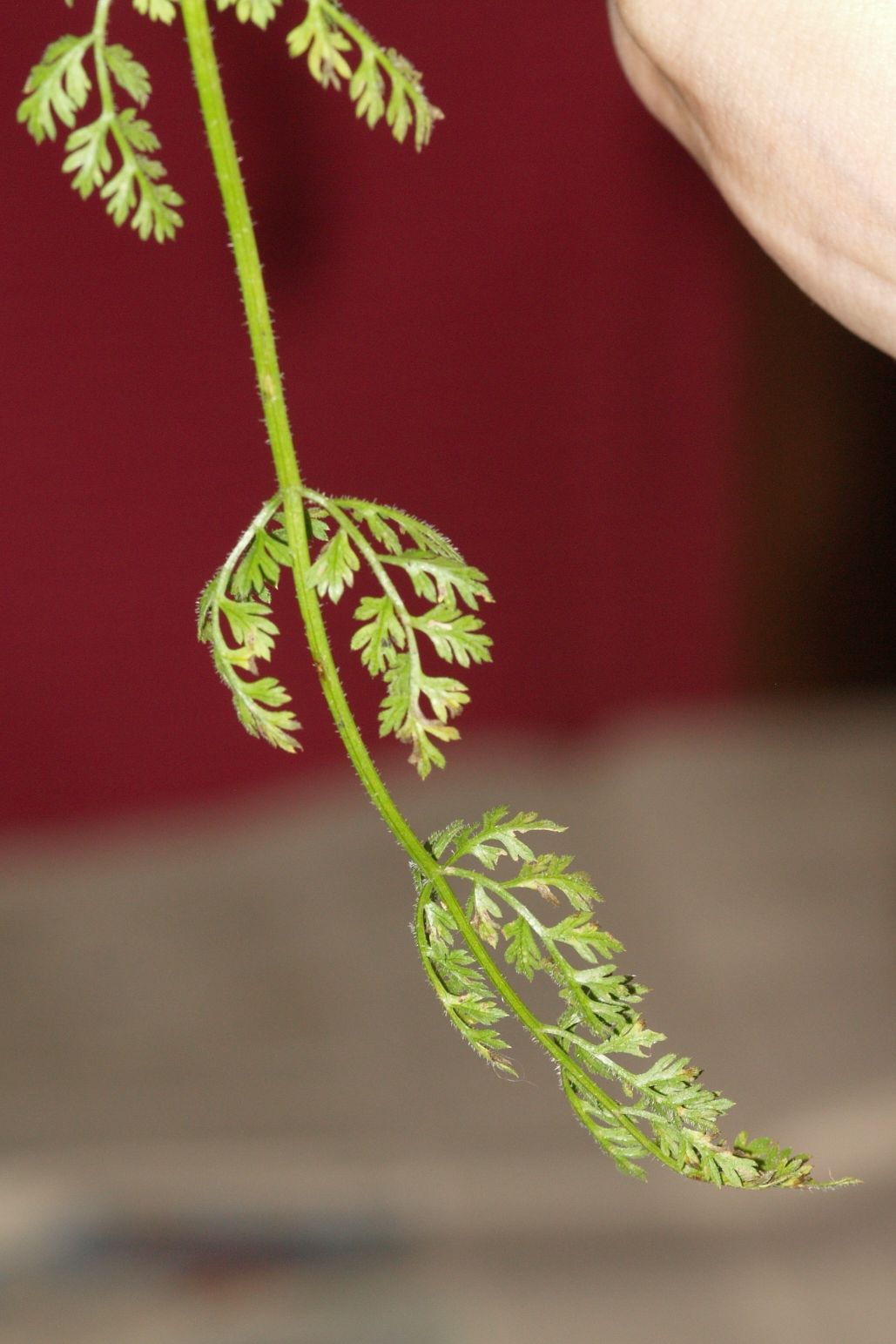 Daucus carota